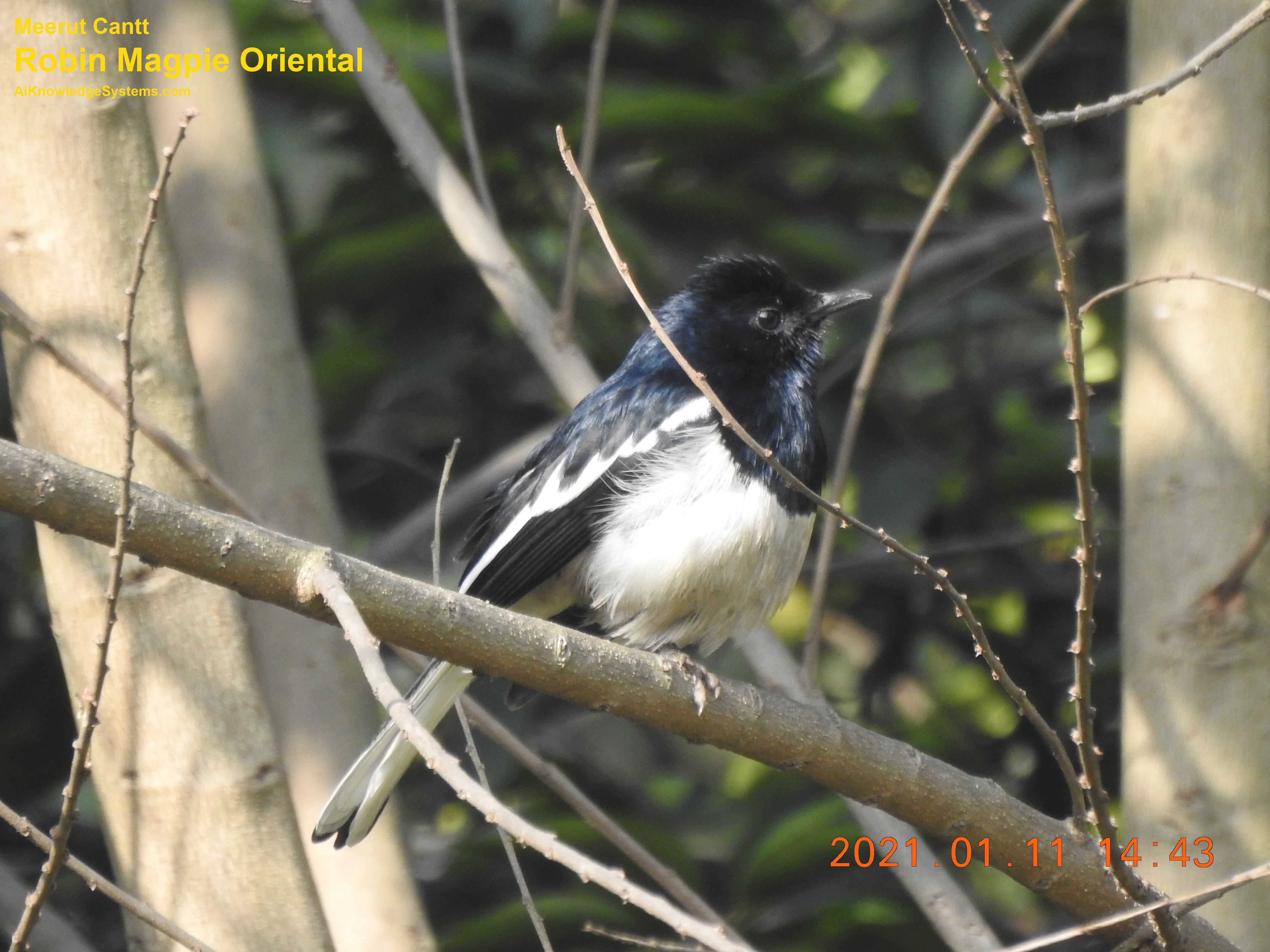 Magpie Robin (96) Coming Soon